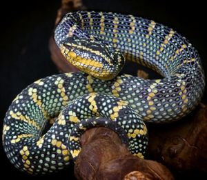 韋氏竹葉青 Tropidolaemus wagleri