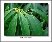 四川山礬 四川山礬