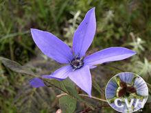 雞蛋參[雞蛋參]