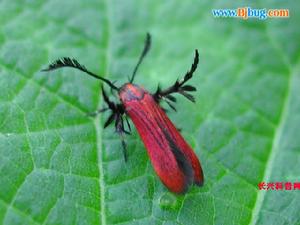 鱗翅目舉肢蛾科 鱗翅目舉肢蛾科