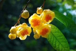 防城金花茶自然保護區 防城金花茶自然保護區