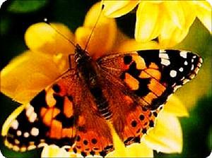 苧麻赤蛺蝶 苧麻赤蛺蝶