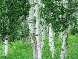 白樺[落葉類喬木植物]