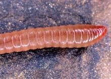 纖毛膨管蚓 纖毛膨管蚓