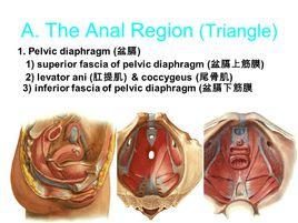 肛門三角 肛門三角