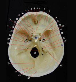 蝶骨圓孔 蝶骨圓孔