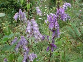 多果烏頭 多果烏頭