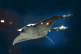 麥氏浪蝙蝠魚 麥氏浪蝙蝠魚