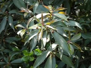 胡頹子葉柯 胡頹子葉柯