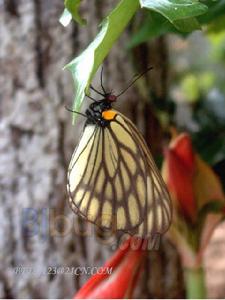 大翅絹粉蝶 大翅絹粉蝶