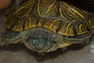 納氏彩龜 納氏彩龜