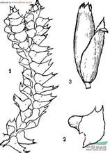 側囊苔屬 側囊苔屬