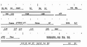 減蛋綜合症病毒127株