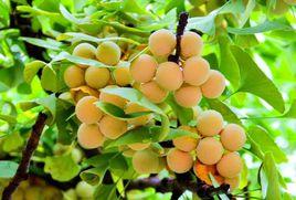 徽縣銀杏 徽縣銀杏