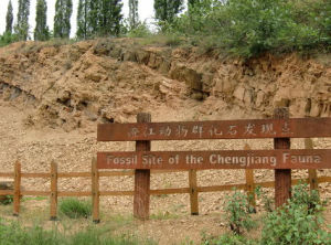 帽天山動物化石群 帽天山動物化石群