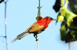 黃腰太陽鳥納土納島亞種 黃腰太陽鳥納土納島亞種
