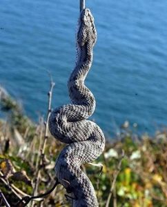 蛇島－老鐵山國家級自然保護區