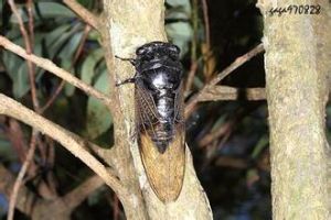 台灣熊蟬 台灣熊蟬