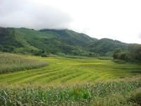 芒崩二組村 芒崩二組村