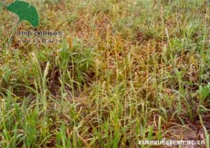 毛鴨嘴草 毛鴨嘴草