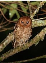 長簇鳴角鴞 長簇鳴角鴞