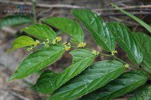 血風藤植物形態-翼核果