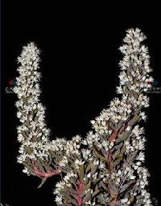 塔花瓦松 塔花瓦松