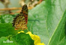 butterfly[蝴蝶的英文表述]