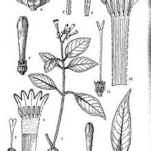 大橋蛇根草 大橋蛇根草