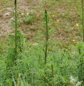 狼尾巴蒿 狼尾巴蒿