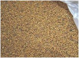 芥子[十字花科白芥屬植物]