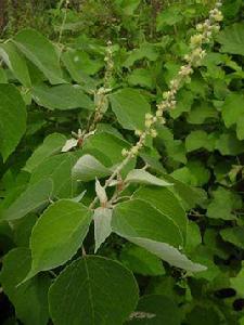 白背葉鵝掌柴 白背葉鵝掌柴