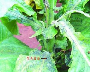 （圖）菸草煤污病