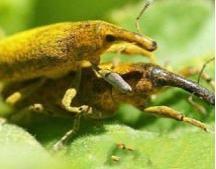 枇杷象甲 枇杷象甲