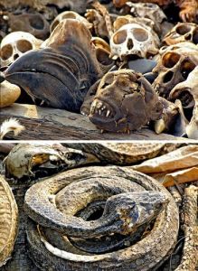 動物器官市場 動物器官市場