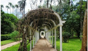 巴西里約植物園