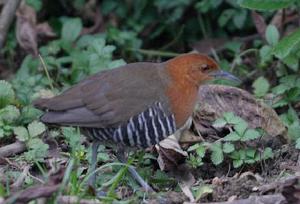 白喉斑秧雞印度亞種 白喉斑秧雞印度亞種