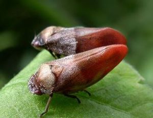 尤氏曙沫蟬 尤氏曙沫蟬