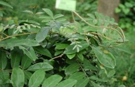 美麗崖豆藤 美麗崖豆藤