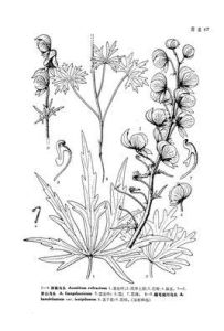 疏毛劍川烏頭 疏毛劍川烏頭