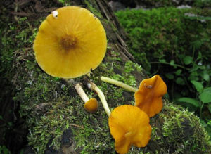 獅黃光柄菇 獅黃光柄菇