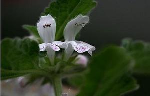 （圖）紅色野麻花