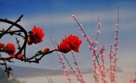 花香滿園 花香滿園