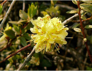 金黃杜鵑 金黃杜鵑