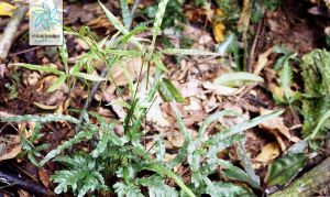 條紋鳳尾蕨 條紋鳳尾蕨