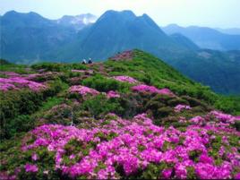 萬畝杜鵑林 萬畝杜鵑林