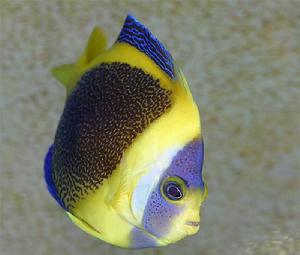 澳洲神仙 澳洲神仙