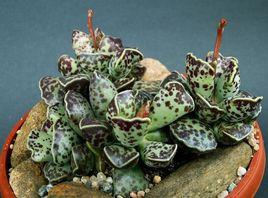 庫珀天錦章 庫珀天錦章