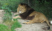 盧布爾雅那動物園內飼養的獅子，可能也是一隻巴巴里獅。
