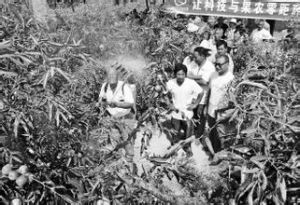 牛杜工貿區 牛杜工貿區